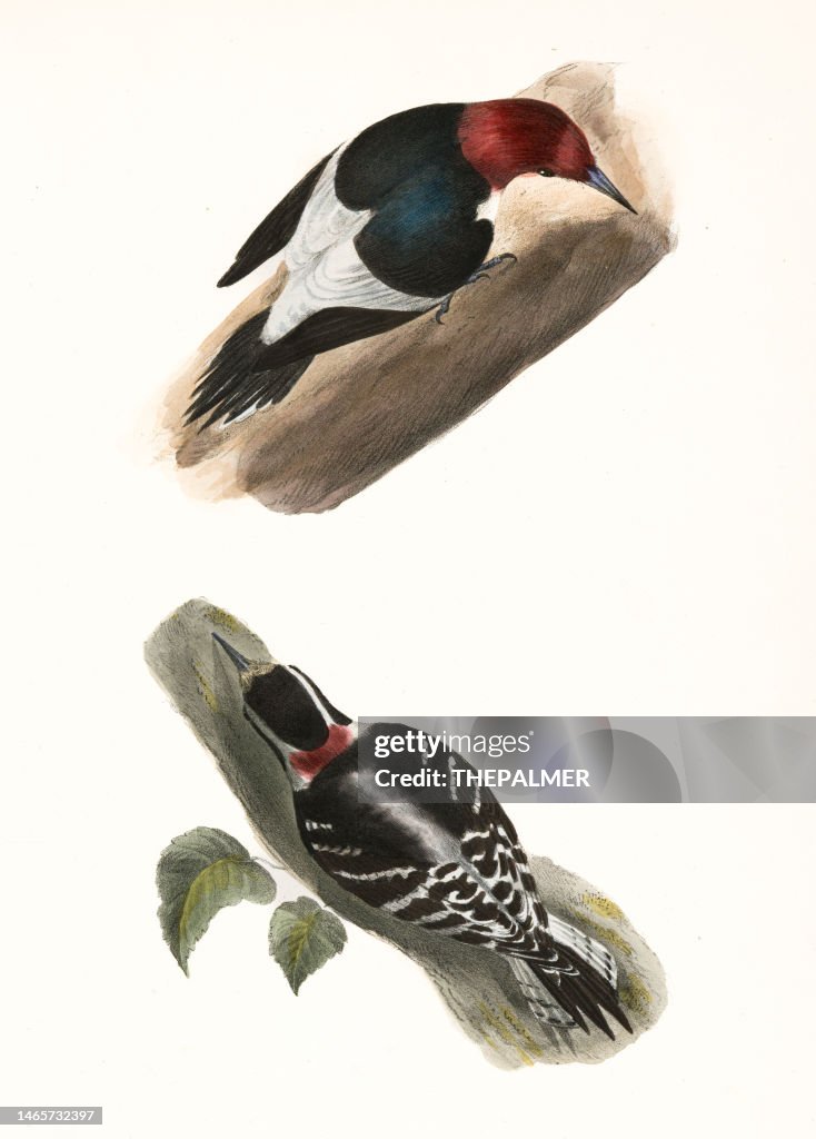 Red-headed Woodpecker and Downy Woodpecker lithograph 1844