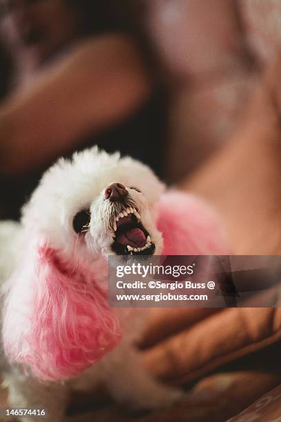 Cute Lilica, ストックフォト