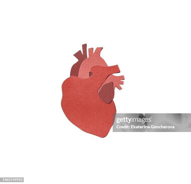heart with coronary vessels - menselijk hart stockfoto's en -beelden