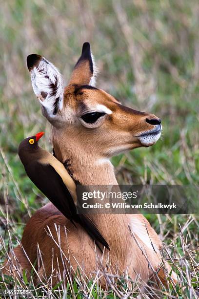red-billed oxpecker on impala lamb - transvaal-province stock pictures, royalty-free photos & images