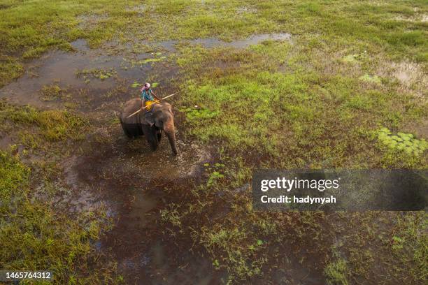 mahout riding his elephant, sri lanka - sigiriya stock pictures, royalty-free photos & images