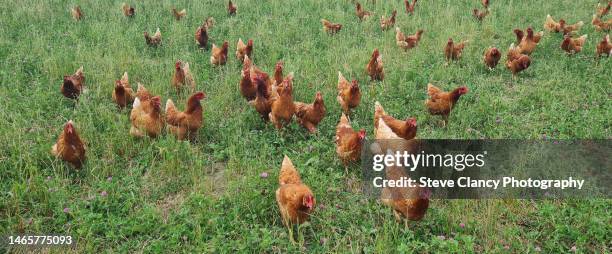 pastured free range chickens - domestic animals stock pictures, royalty-free photos & images