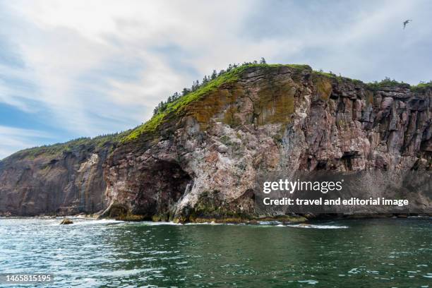 bonaventure island national park - gaspe peninsula - fotografias e filmes do acervo