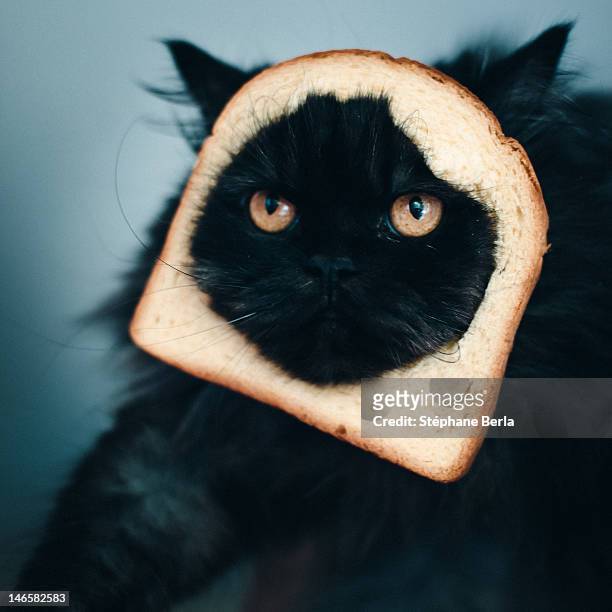 cat sandwich - chat rigolo photos et images de collection