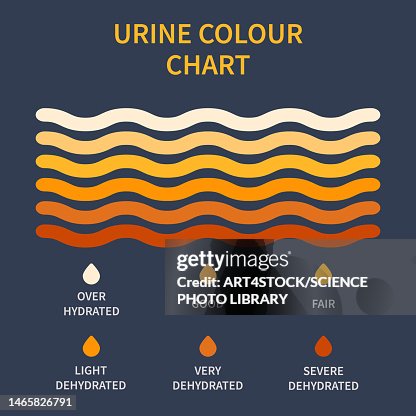 Urin Color Matrix Urine Colour Chart Illustration High-Res Vector Graphic - Getty Images