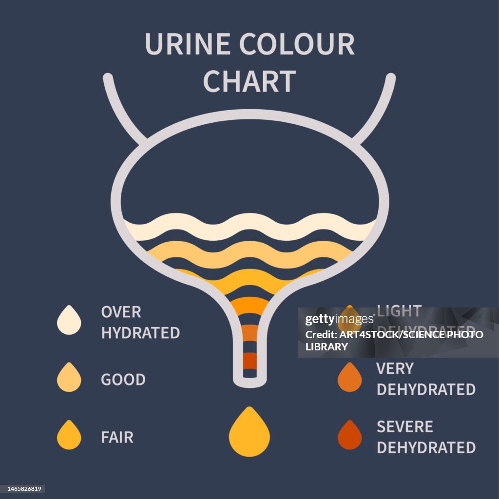 Urine Colour Chart Illustration HighRes Vector Graphic Getty Images