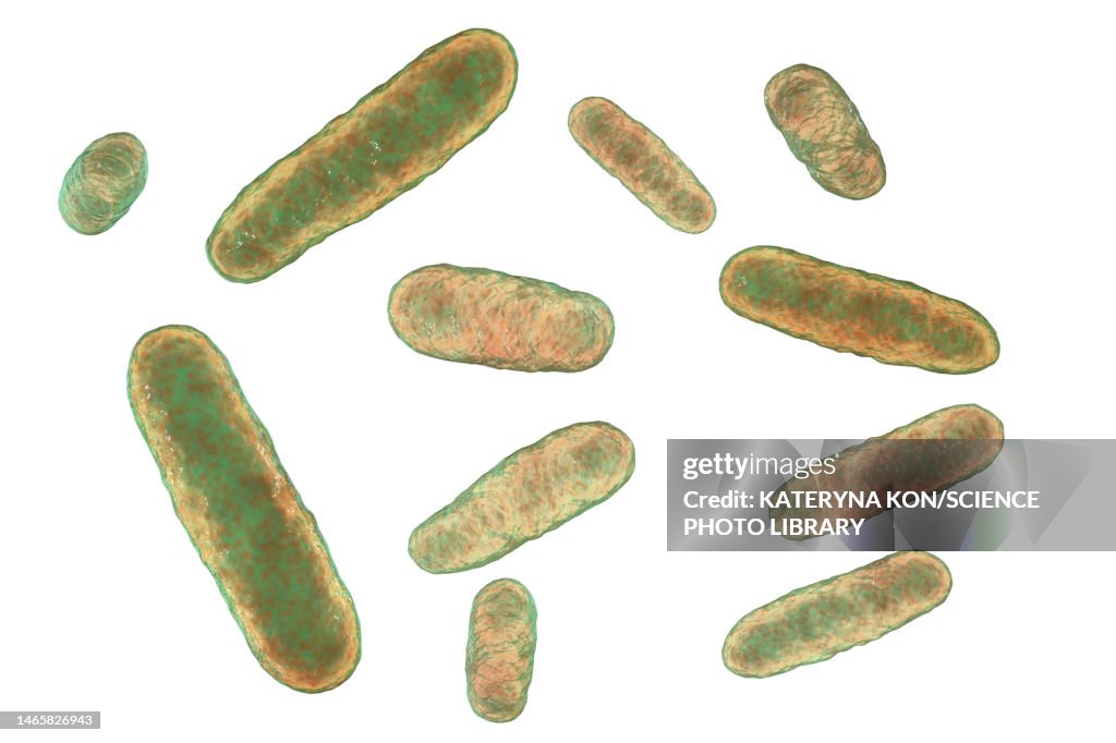 Eikenella bacteria, illustration
