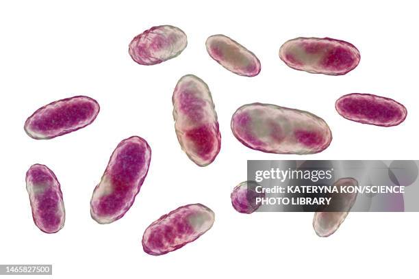 aggregatibacter bacteria, illustration - periodontal disease stock illustrations