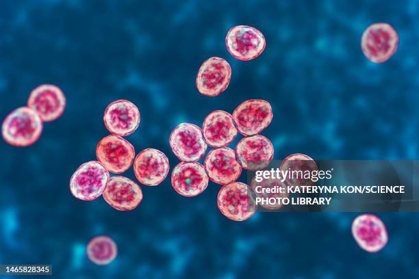 mrsa bacteria, illustration - メチシリン耐性黄色ブドウ球菌 ストックフォトと画像