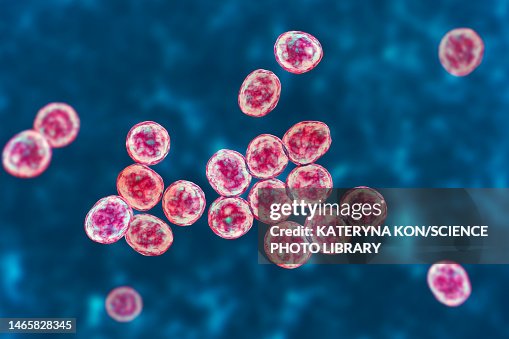 MRSA bacteria, illustration MRSA bacteria, illustration