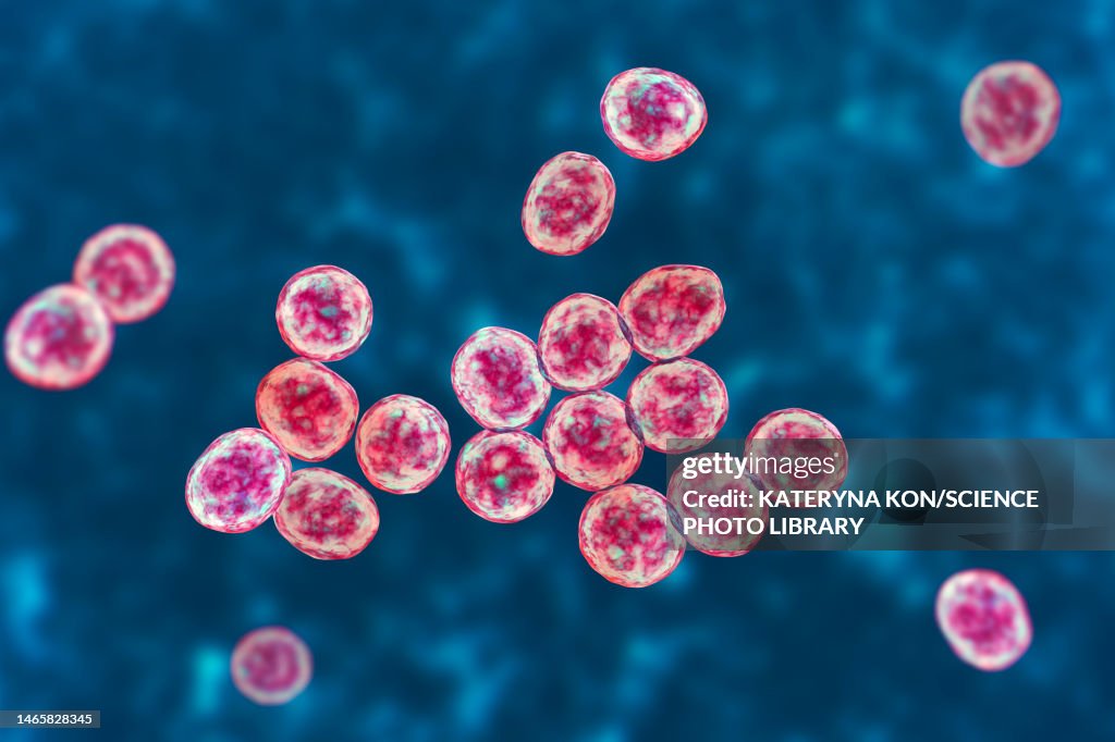 MRSA bacteria, illustration