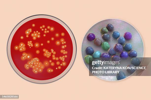 staphylococcus aureus bacteria, illustration - メチシリン耐性黄色ブドウ球菌 ストックフォトと画像