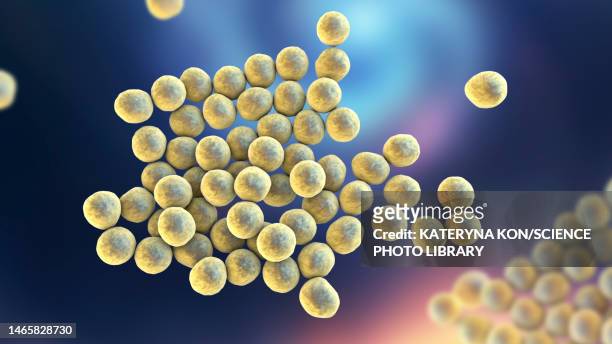 mrsa bacteria, illustration - estafilococo fotografías e imágenes de stock