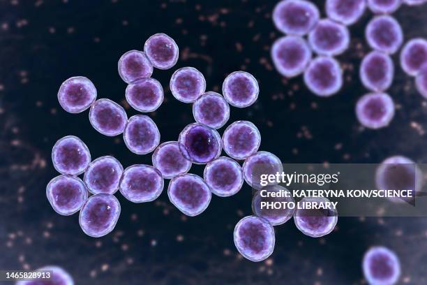 mrsa bacteria, illustration - science photo library photos et images de collection