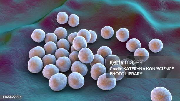 mrsa bacteria, illustration - estafilococo fotografías e imágenes de stock