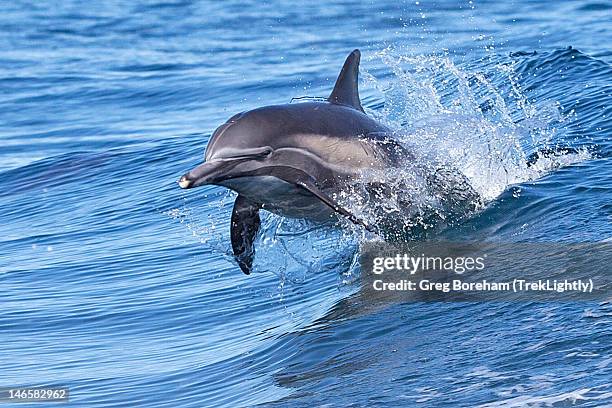 dolphin riding wake - channel islands national park stock pictures, royalty-free photos & images