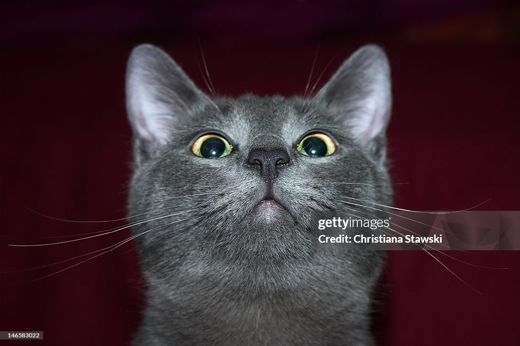 Russian blue cat sniffing air