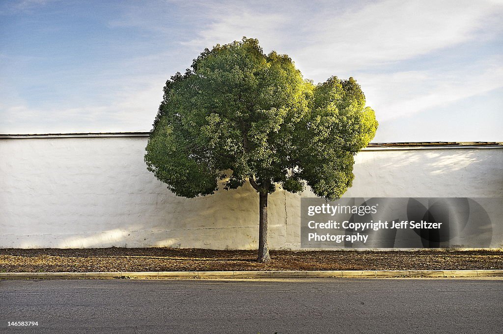 Tree and wall