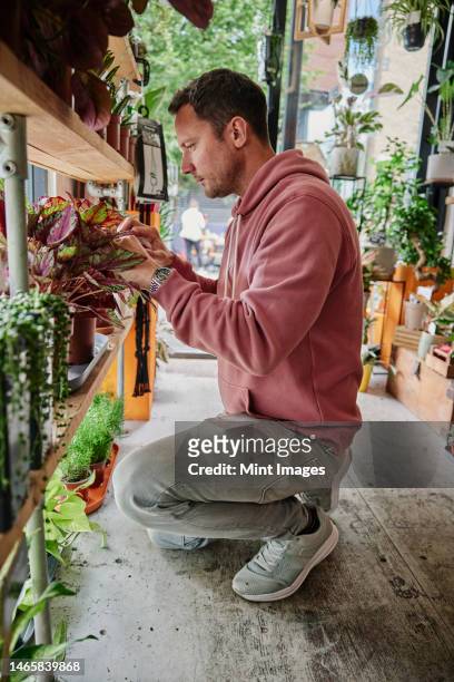 man tending plants in flower shop - recycled plant pot stock pictures, royalty-free photos & images