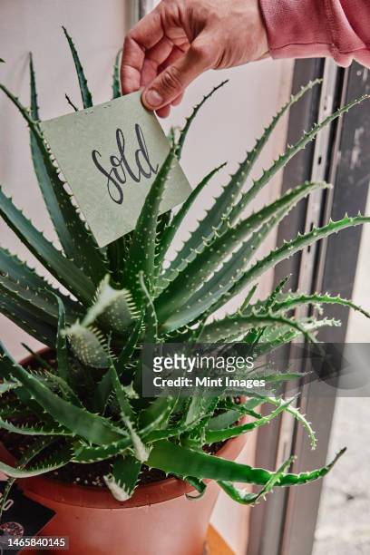 sold sign being placed on plant in flower shop - recycled plant pot stock pictures, royalty-free photos & images