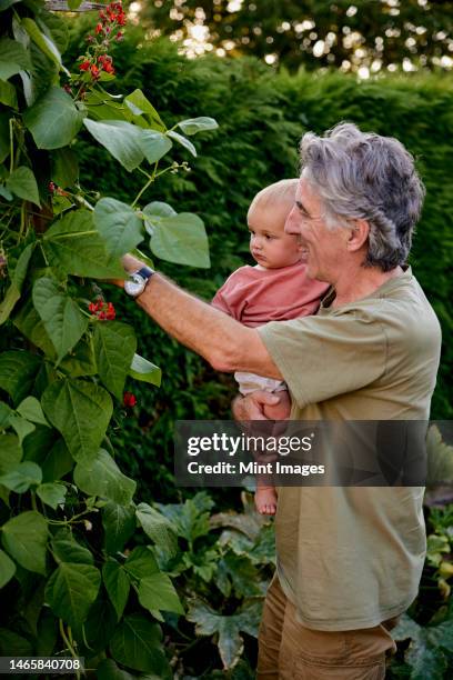 grandfather carrying toddler looking at runner beans growing in garden - runner beans stock pictures, royalty-free photos & images