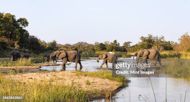 a herd of elephants, loxodonta africana, walk across a riverbed - krüger nationalpark stock-fotos und bilder