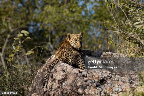 a leopard cub, panthera pardus, lies down on a rock, direct gaze - leopard cub stock pictures, royalty-free photos & images