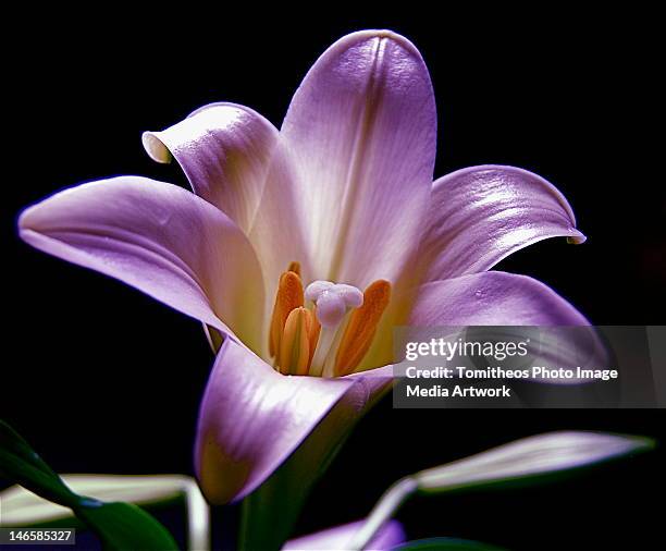 Tomitheos 21 Tomitheos Stock Photos, High-Res Pictures, and Images - Getty Images