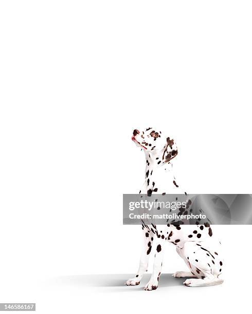 dalmatian dog - dalmatian dog 個照片及圖片檔