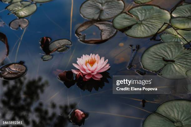 single pink ajar water lily against artificial pond water surface and green leaves - aquatic organism fotografías e imágenes de stock