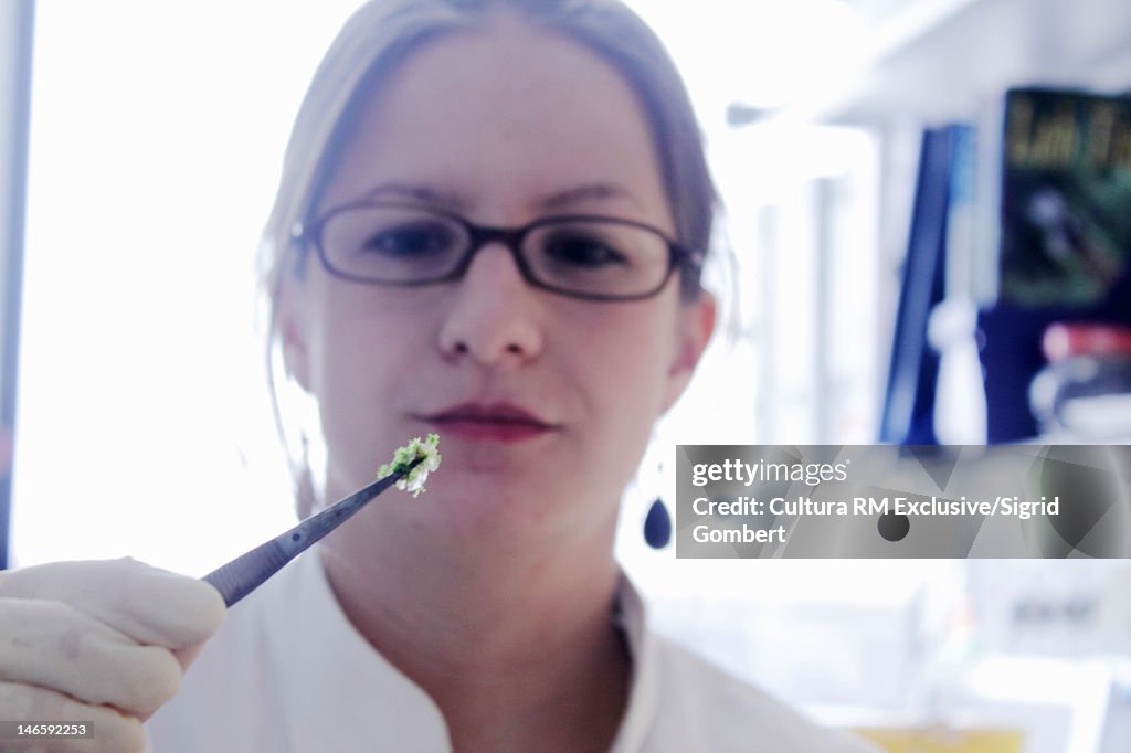 Scientist examining plant in lab
