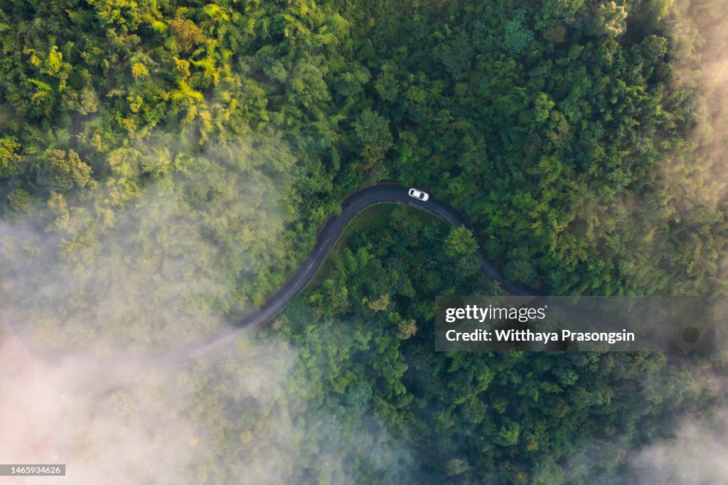 Drive an electric car along picturesque country roads through green pine forests.