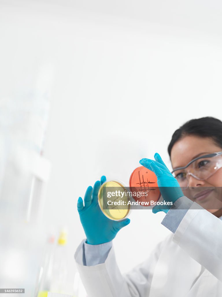 Scientist examining petri dishes