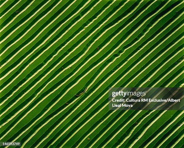 sem micrograph of vinyl record grooves - groove stockfoto's en -beelden