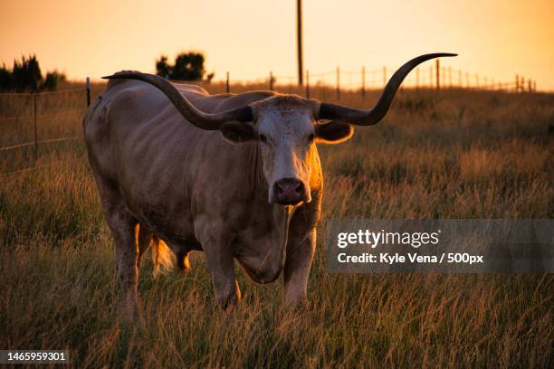 portrait of cow standing on field against sky during sunset,canyon,texas,united states,usa - texas longhorns stockfoto's en -beelden