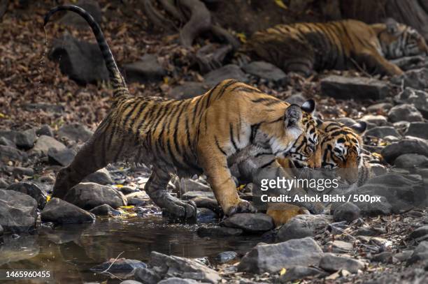 Side View Of Tiger At Riverbankranthambore National Parkrajasthanindia  High-Res Stock Photo - Getty Images