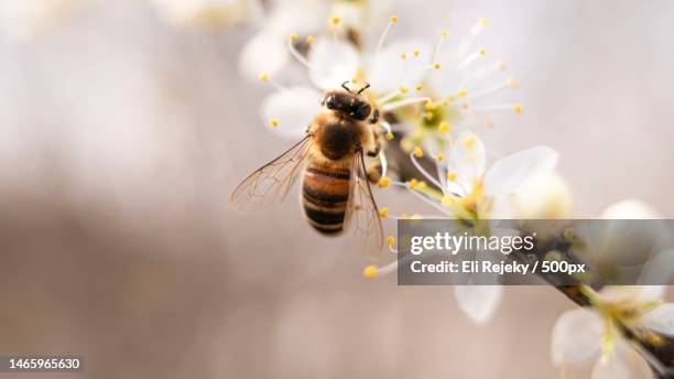 close-up of bee pollinating on flower - biene stock-fotos und bilder