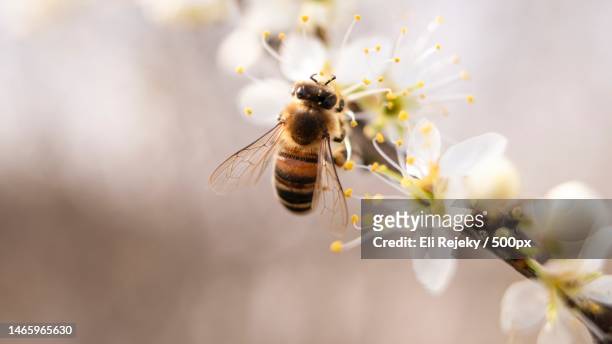 close-up of bee pollinating on flower - worker bee stock pictures, royalty-free photos & images