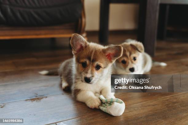 brood of pembroke welsh corgi puppies at home - pembroke welsh corgi - fotografias e filmes do acervo