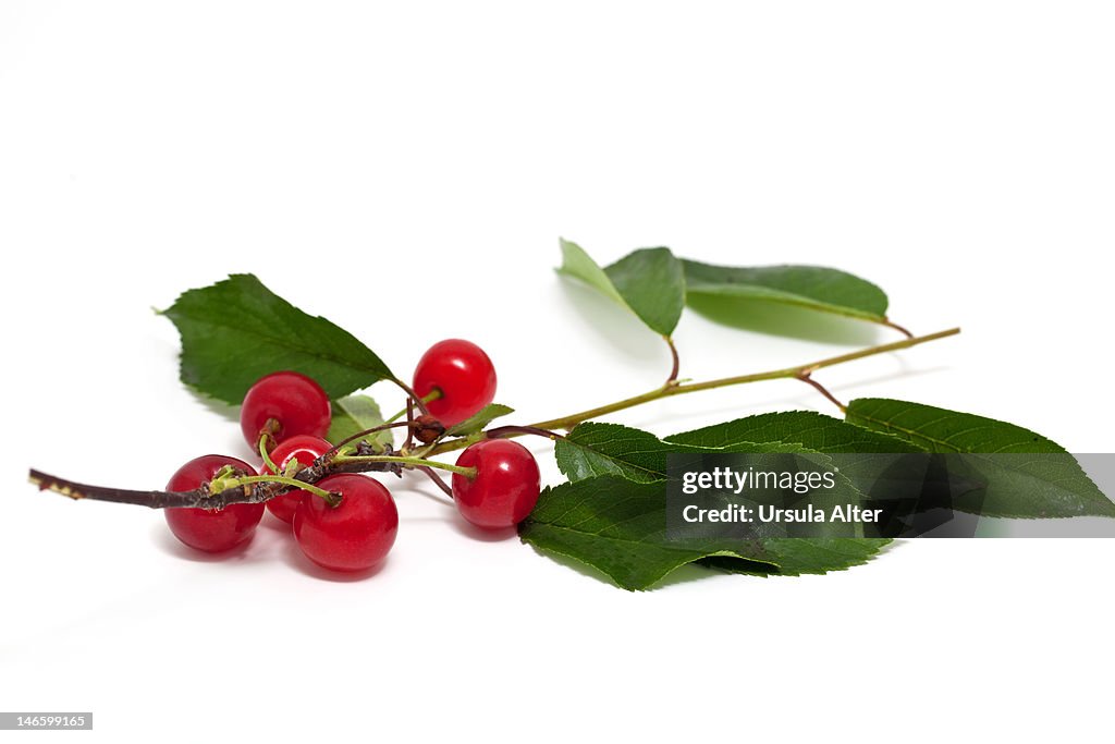 Sprig from a cherry tree, with cherries and leaves