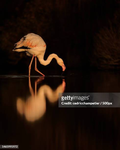 side view of flamingo in lake,france - oiseau tropical stock-fotos und bilder