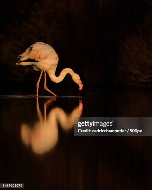 side view of flamingo in lake,france - oiseau tropical fotografías e imágenes de stock