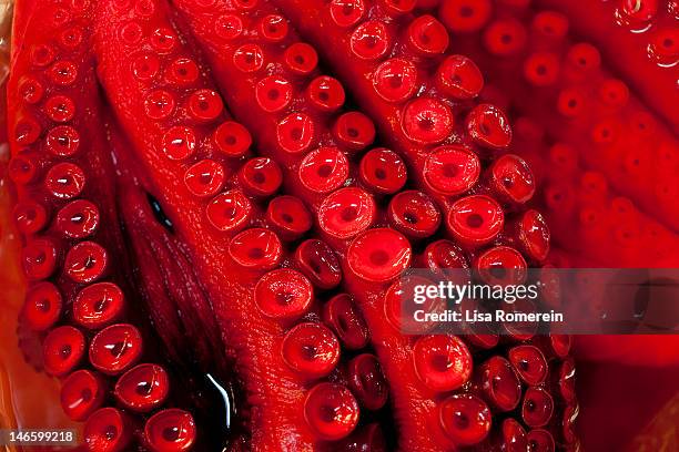 close up view of octopus tentacles - tentacle stock pictures, royalty-free photos & images