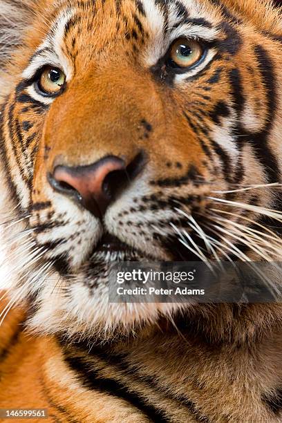 indochinese or corbett's tiger, thailand - indochinese tiger stockfoto's en -beelden