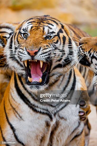 indochinese or corbett's tiger play fighting - インドシナトラ ストックフォトと画像