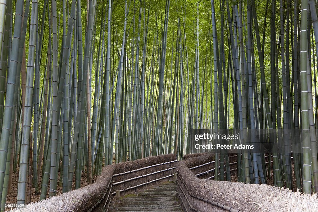 Path Through Bamboo Forest, Kyoto, Japan