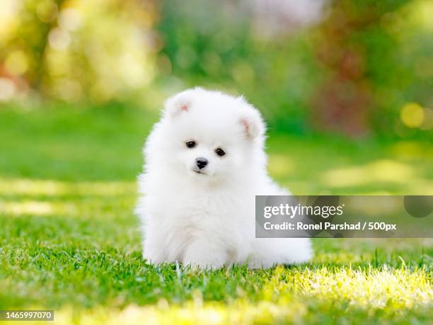 portrait of white pomeranian on field,indirapuram,india - pomeranio fotografías e imágenes de stock