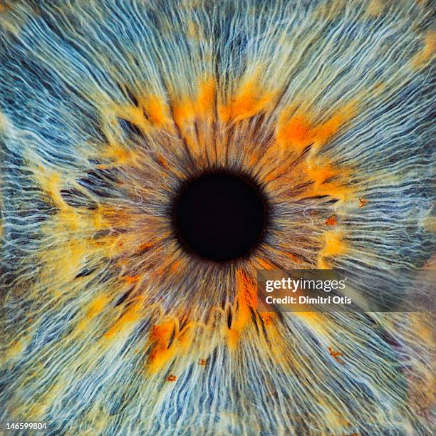close-up of a human eye, pupil and iris - patterns in nature fotografías e imágenes de stock