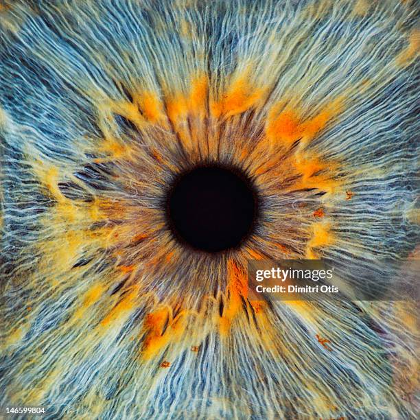 close-up of a human eye, pupil and iris - iris œil photos et images de collection