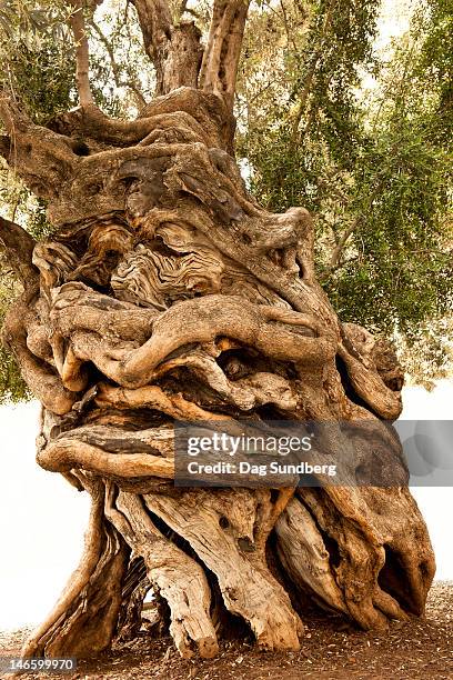 old olive tree - old olive tree stock pictures, royalty-free photos & images